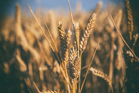 Wheat field in Kent, England thumbnail