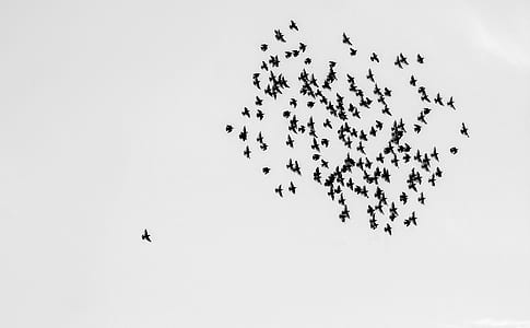 flock of birds thumbnail