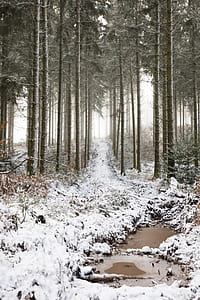 forest near river thumbnail
