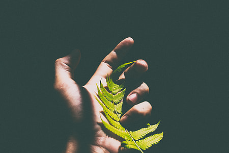 person holding green leaf thumbnail