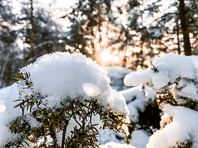selective focus photography of plant covered with snow thumbnail