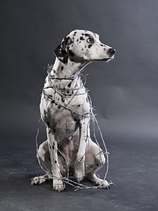 Dalmatian With Barbwire thumbnail
