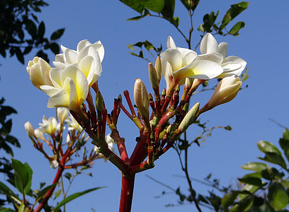 Plumeria, Common White Frangipani thumbnail