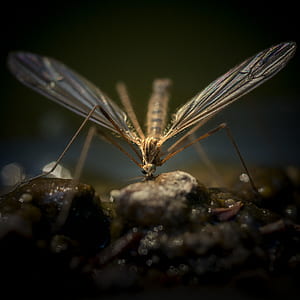 selective focus photography of brown flying insect thumbnail
