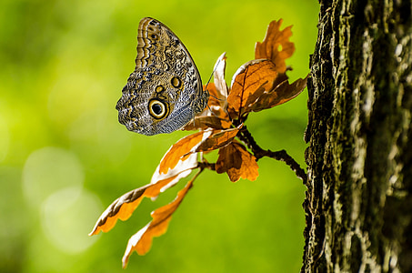 brown butterfly on tree branch in shallow focus photography thumbnail