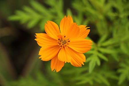 Shallow Focus Photography of Yellow Flowers thumbnail